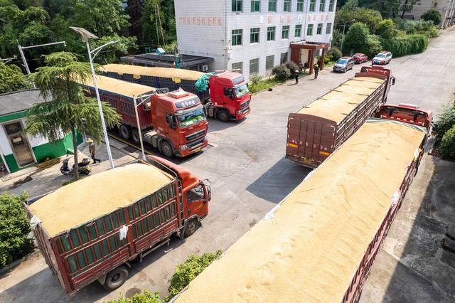 8月7日,运粮车在湖南安仁国家粮食储备库排队过磅(无人机照片).