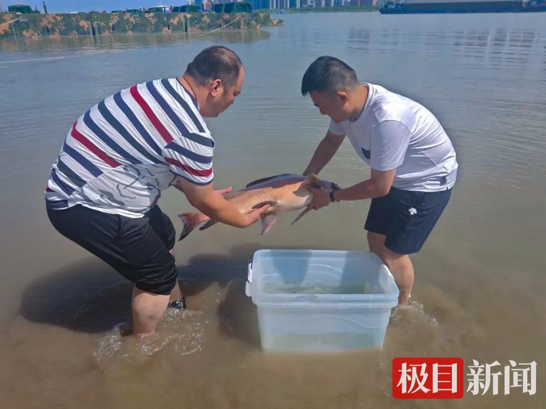 钓友送来一条国家二级保护动物胭脂鱼，执法人员买17根冰棒6个冰袋降温放归长江