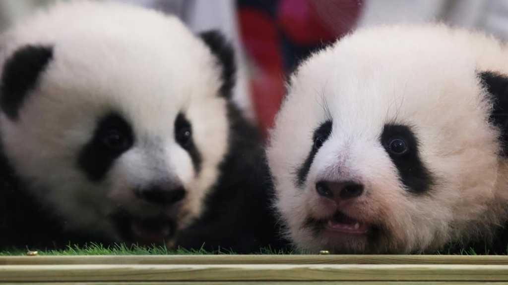 “欢欢”和“圆仔”前脚刚回国，马克龙后脚就来了？他将亲自去成都“耍”大熊猫