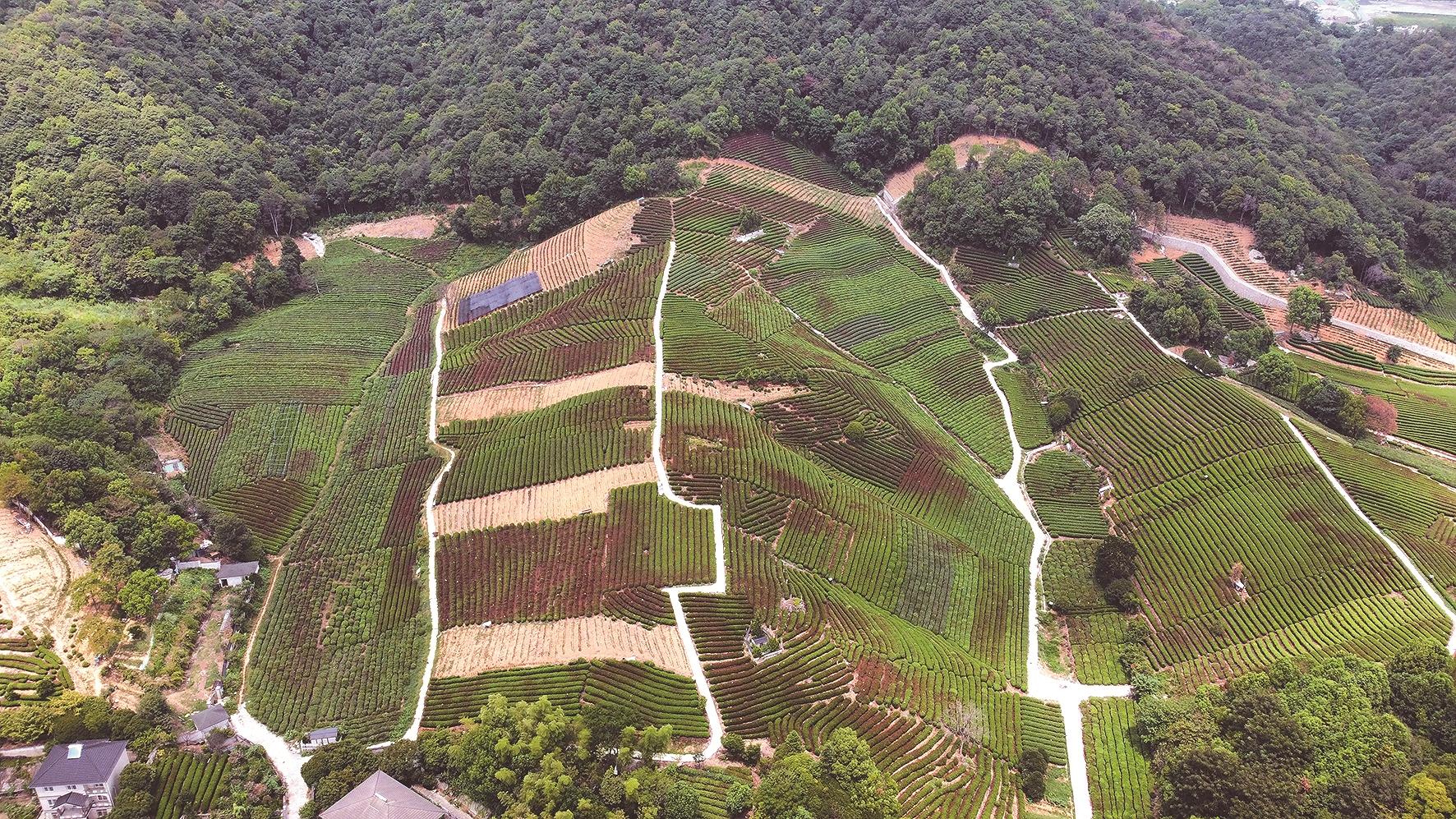 记者走访西湖龙井产区,大约一成茶园受旱,今夏旱情不影响明年春茶产量
