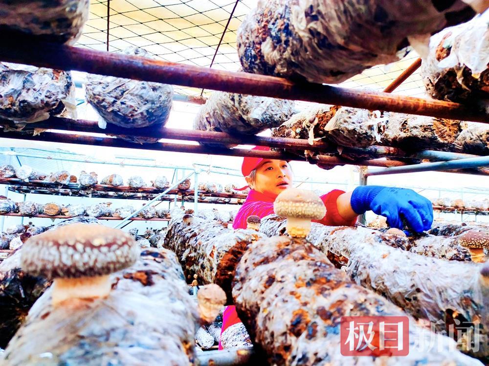 采摘.png 采摘.png