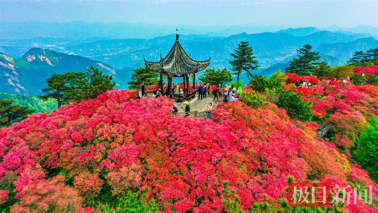 杜鹃亭上游人醉  邱东旭.jpg