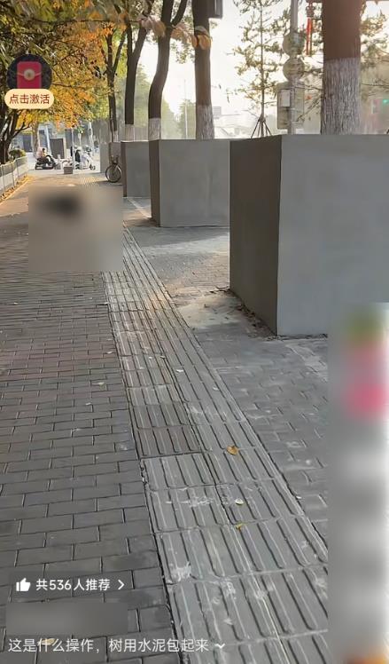 西安行道树树池加固修复，水泥砌墙围树引争议，绿化部门回应下方管道涵沟防塌陷举措