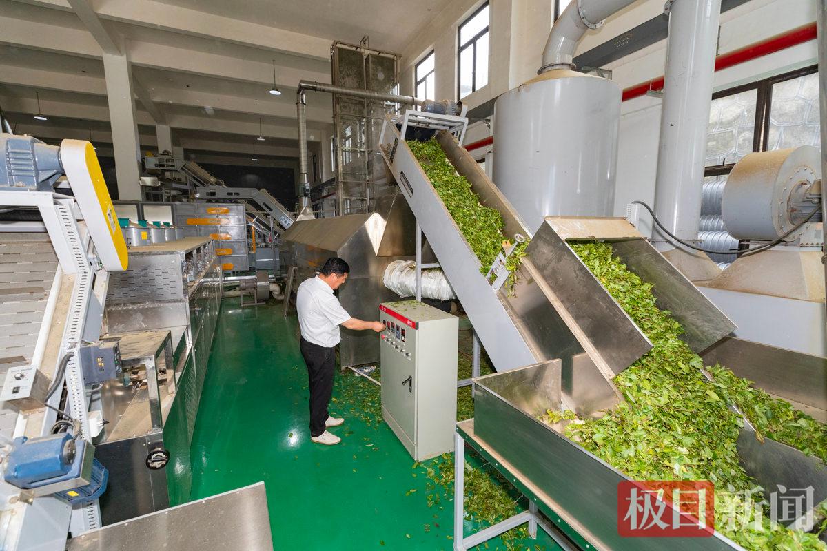 工厂负责人廖志荣正在调节制茶设备.jpg
