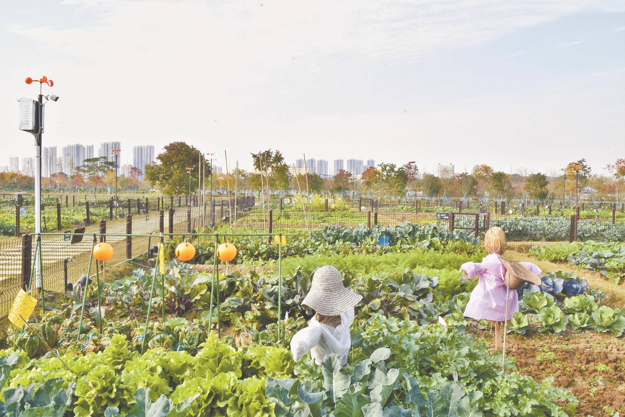 菜地里菜品丰富