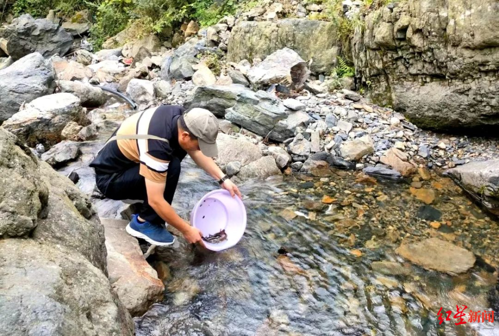 四川越西发现国家二级保护动物山溪鲵：长得像娃娃鱼，曾与恐龙同时代 | 极目新闻