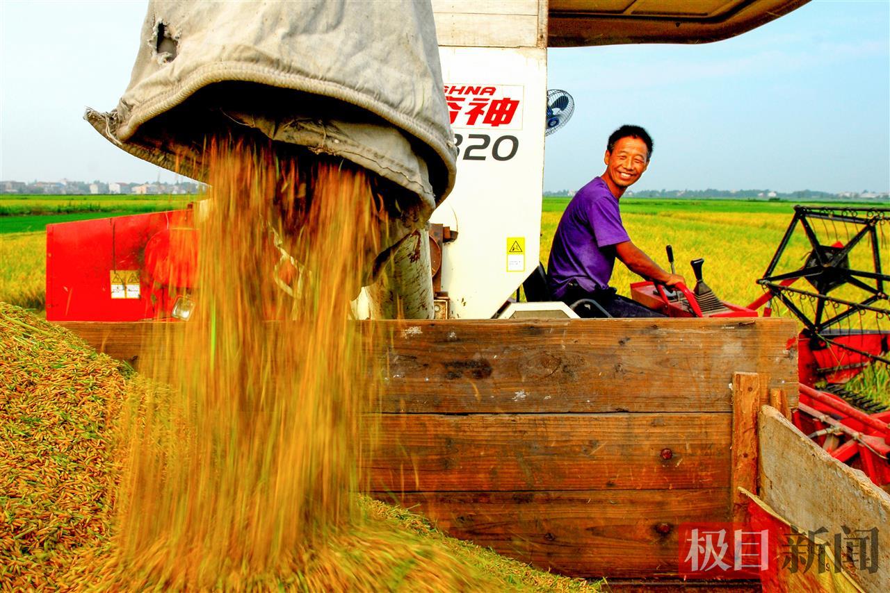 监利粮农丰产后，喜悦之情溢于言表。（通讯员 袁迎光 摄）.jpg