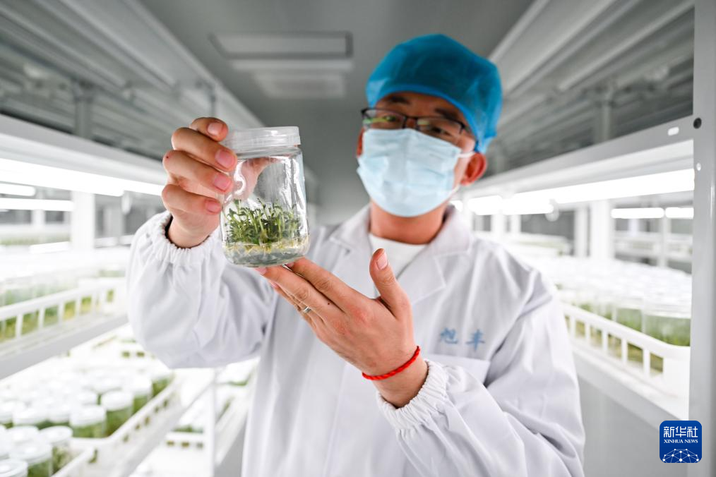 内蒙古武川县马铃薯育种忙