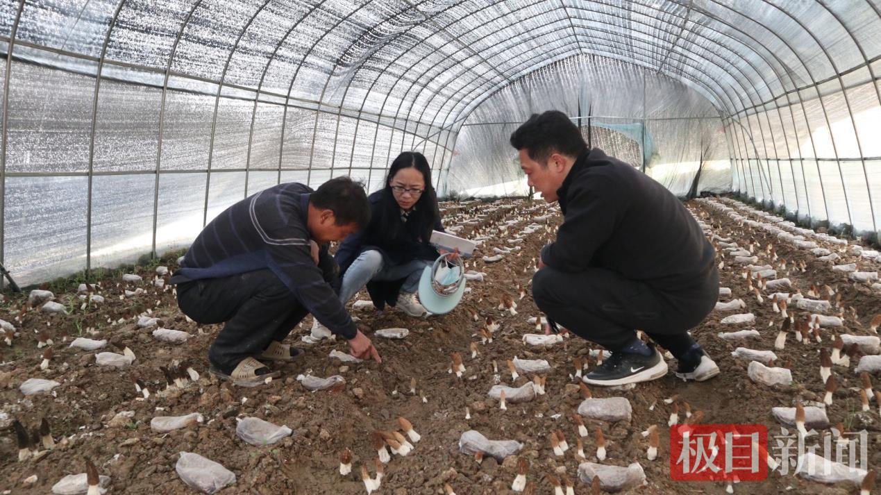 图为安家乡长岗岭村羊肚菌大棚里村民们正忙着采摘成熟的羊肚菌    郧轩文 摄.png