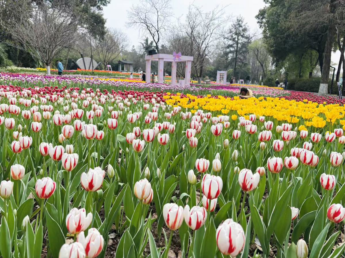 2、武汉植物园郁金香像是在进行一场“慢直播”.jpg