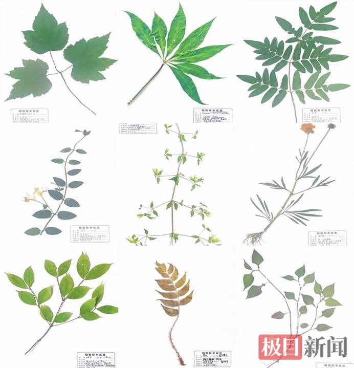 学生制作的药用植物标本成果展示.jpeg