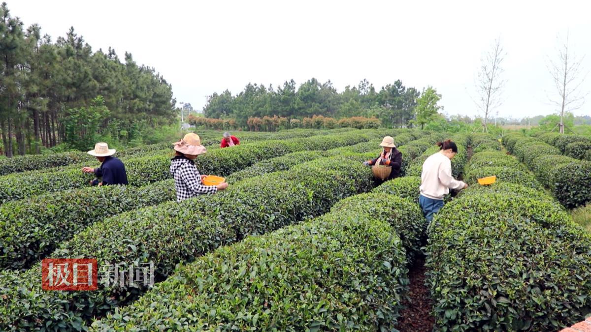 图片9.png 图片9.png