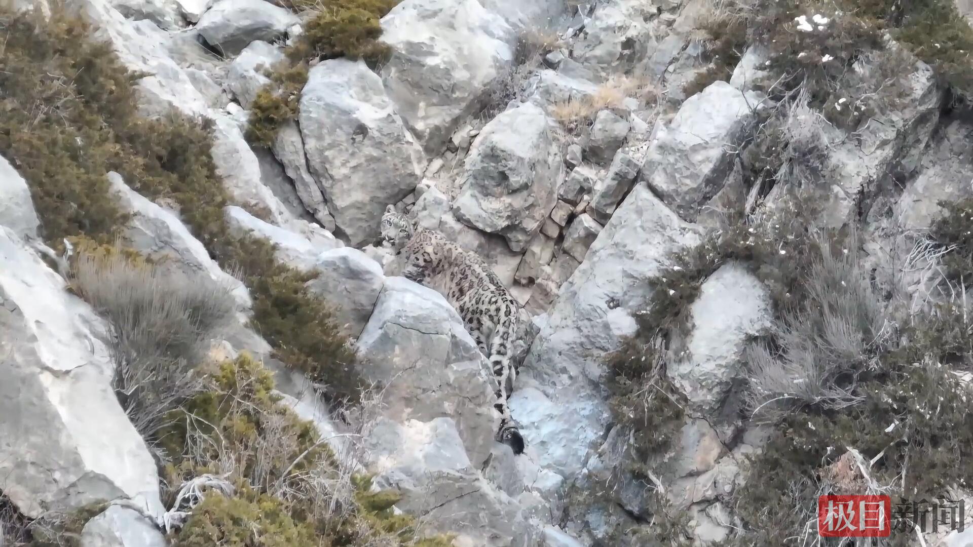雪豹在山崖上活动（视频截图）.jpg