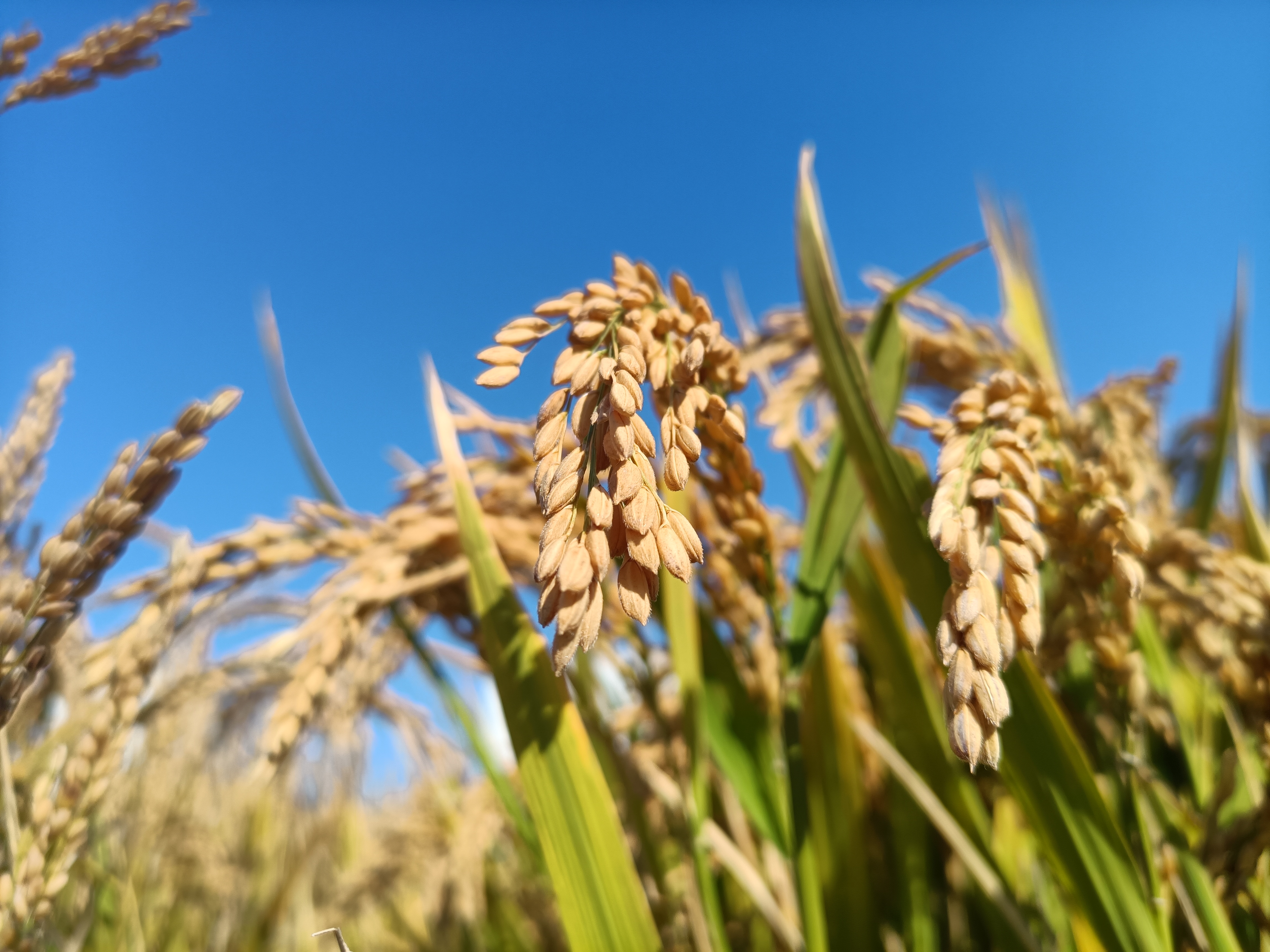 10月11日,青岛海水稻研究发展中心组织举行耐盐碱水稻专家测评会,现场