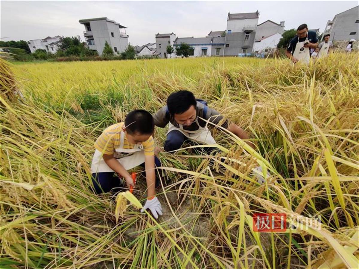 体验农耕文化，居民走进田间地头收割庄稼 | 极目新闻