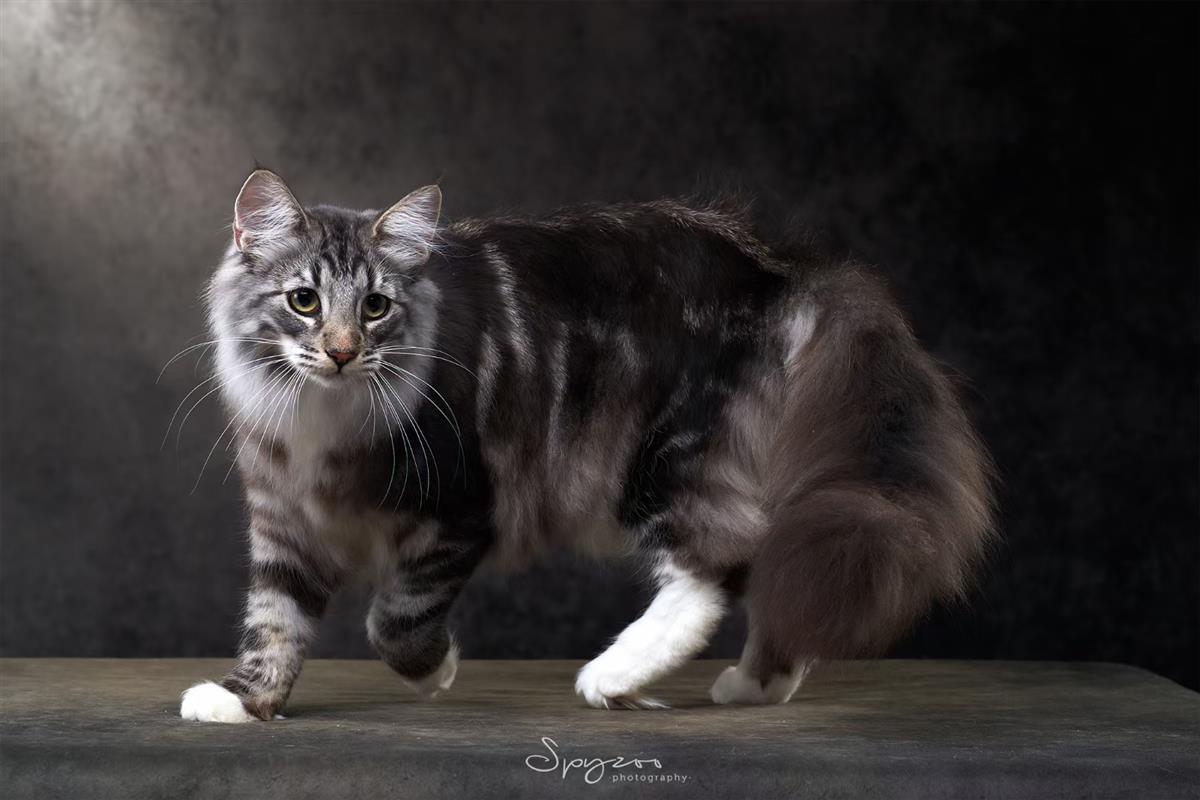 名贵猫咪被误做绝育手术,宠物医院已道歉并赔偿3.5万元 | 极目新闻