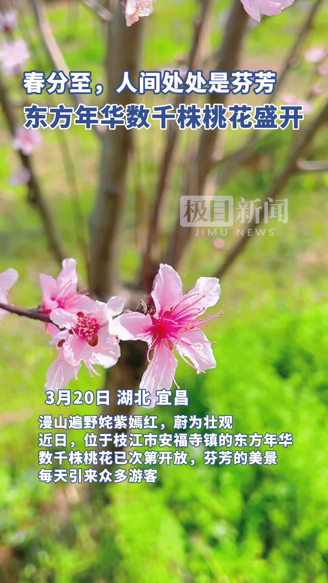 宜昌枝江东方年华数千株桃花盛开