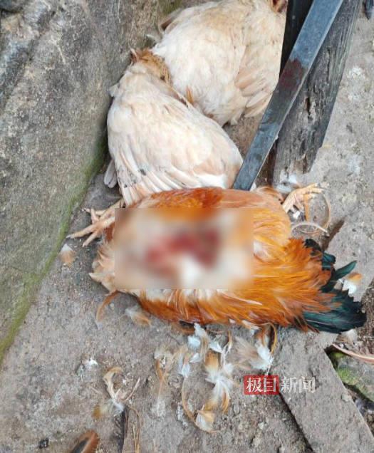 梅州村民家十几只鸡鸭夜里全被咬死，称当地豹猫频繁出没，林业局工作人员回应 | 极目新闻