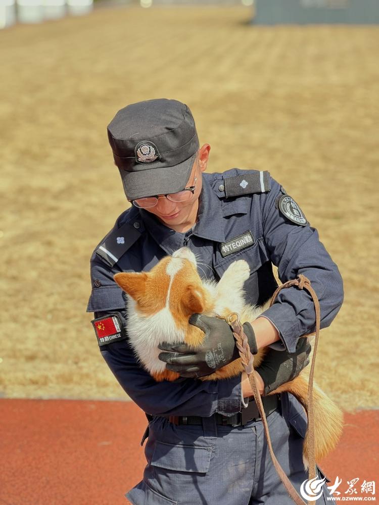 柯基当警犬 全国第一只!潍坊这只警犬走红网络-要闻_华商网新闻