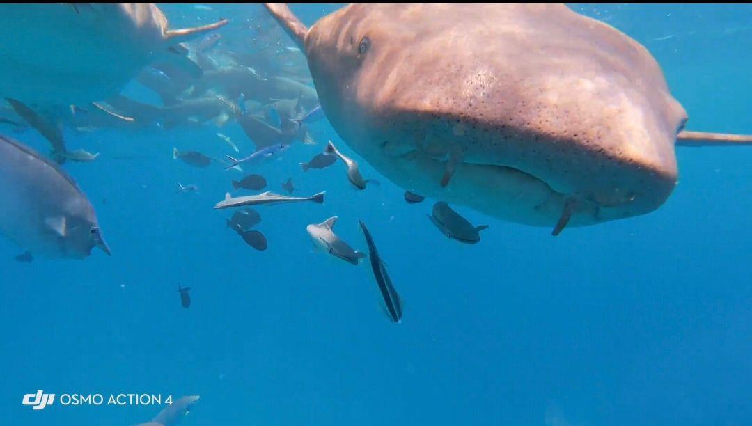 鲨鱼视频大全100集 cd0c5ca9264f4b3c920671c5afdc2166.jpg