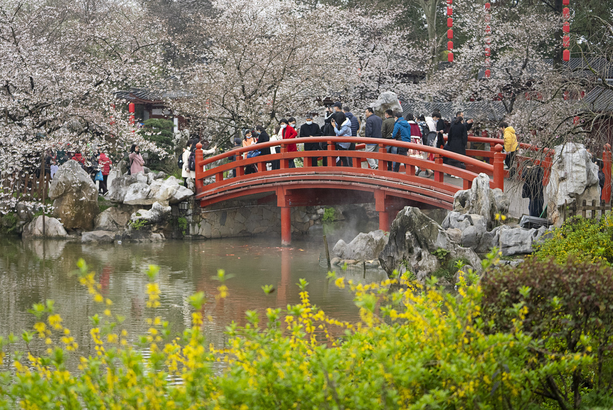 50多国嘉宾、100多家世界500强齐聚武汉！今年湖北“樱花之约”国际范历届最浓