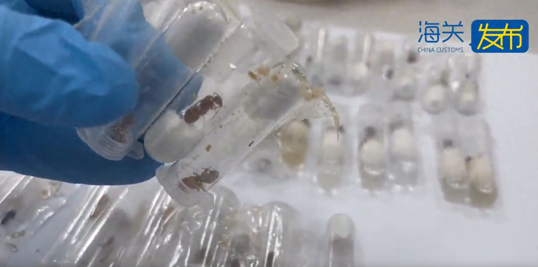 经实验室鉴定为柄突须蚁9只,纳瓦霍蜜罐蚁32只