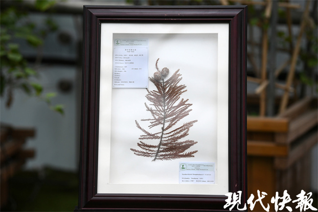 “南京户口”杉树多神奇？来中山植物园看首届落羽杉展 | 极目新闻