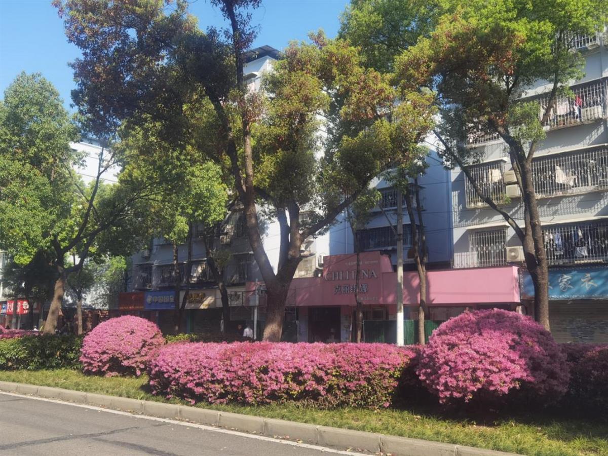 瑞安街沿线球状和绿篱状红继木 (2).png