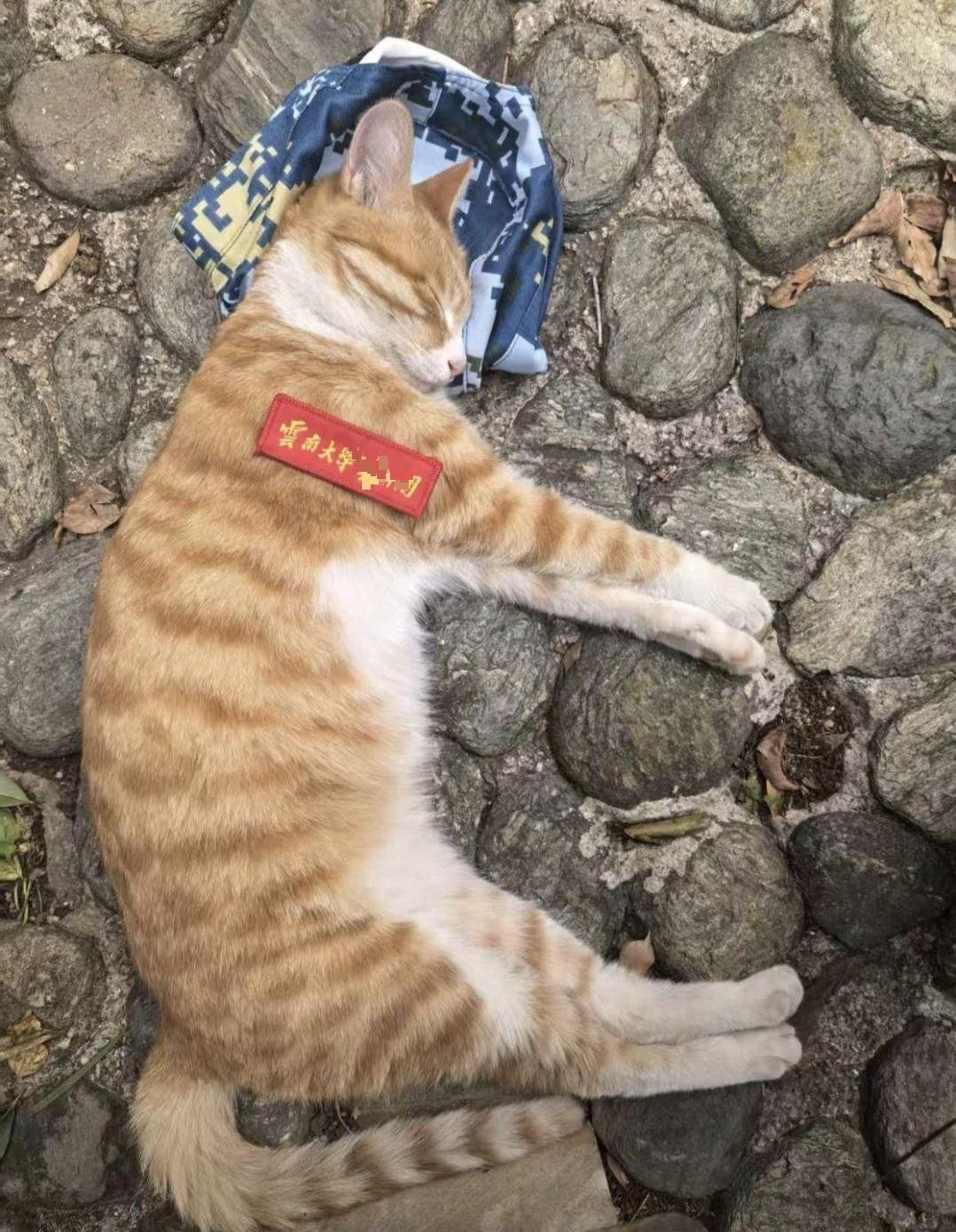 38309E69BED7416BD7CD3F9BD886239E.jpg 38309E69BED7416BD7CD3F9BD886239E.jpg