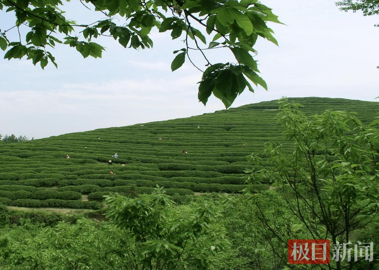 天宝乡建成高质量丰产茶园。 罗翔宇摄.png 天宝乡建成高质量丰产茶园。 罗翔宇摄.png