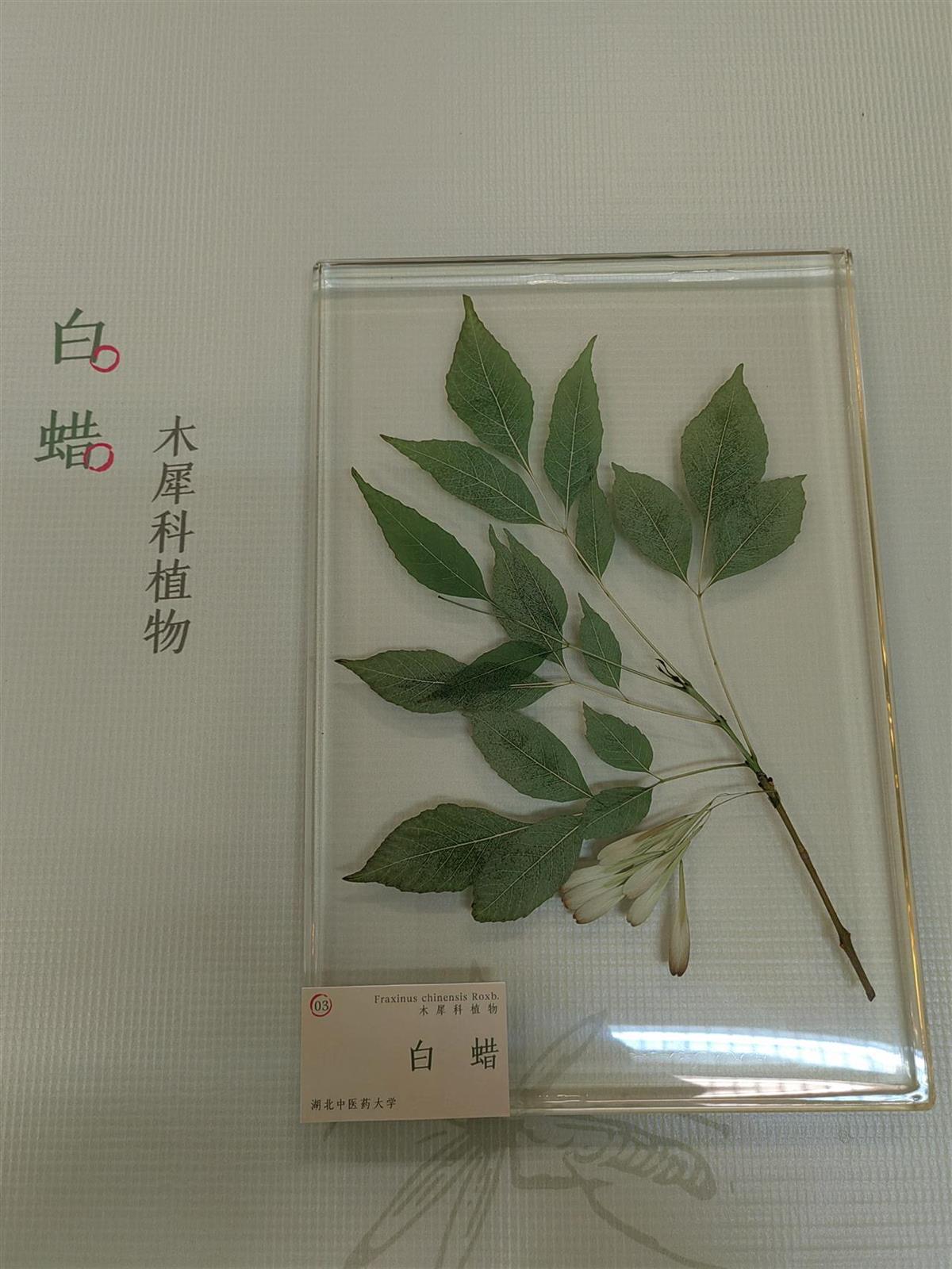 IMG_1198.jpg IMG_1198.jpg