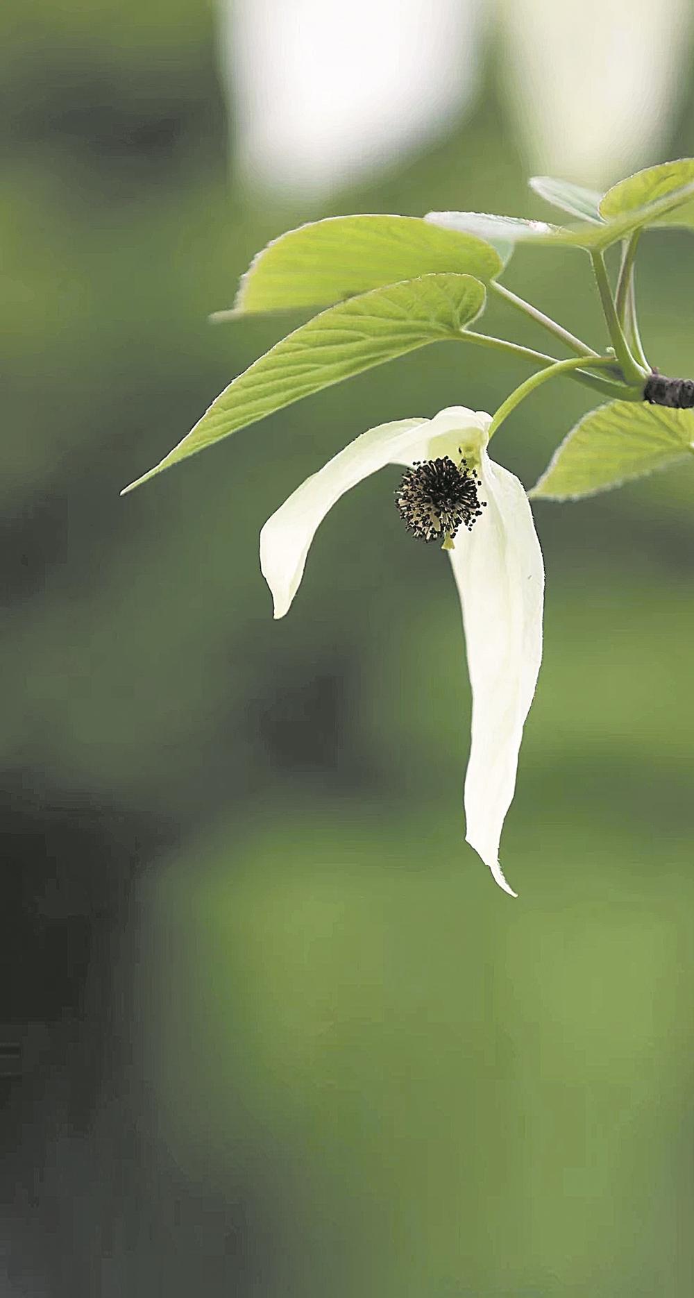 2024成都世园会开幕在即 "鸽子花"开待客来