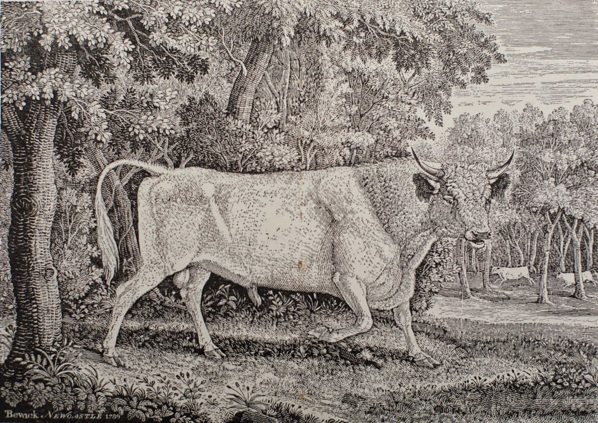 2《奇林汉的公牛》毕维克绘画刻制（1789年）18.1×24.4cm 木口木刻.jpg