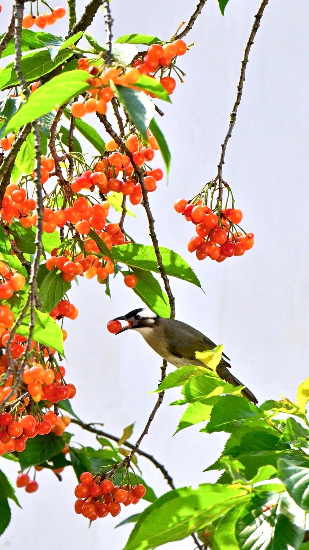 832AA043FA7464C90F654437D0ED02F2.png