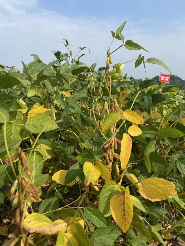 山东高产大豆落户"天府之国" | 极目新闻