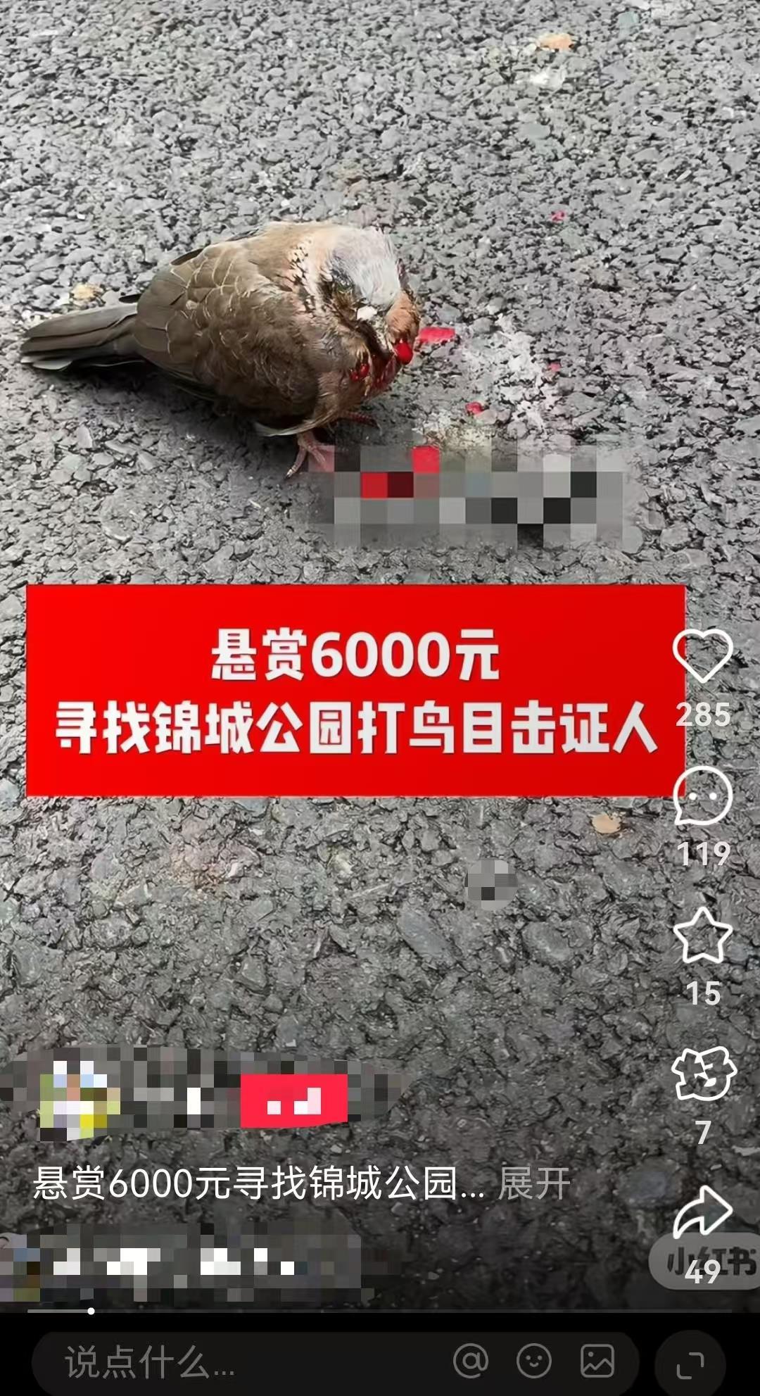 成都小区玻璃频遭神秘钢珠袭击,警方介入调查,附近鸟类遭殃引发关注