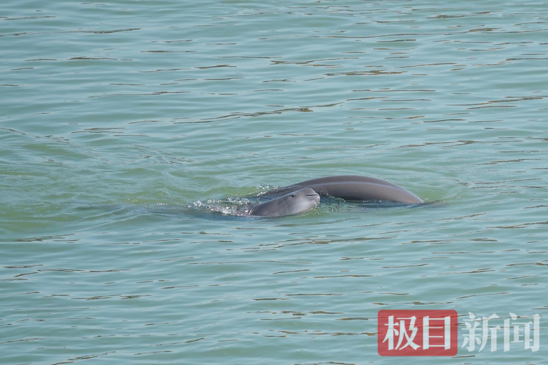 “水中大熊猫”江豚现身宜昌江段.jpg