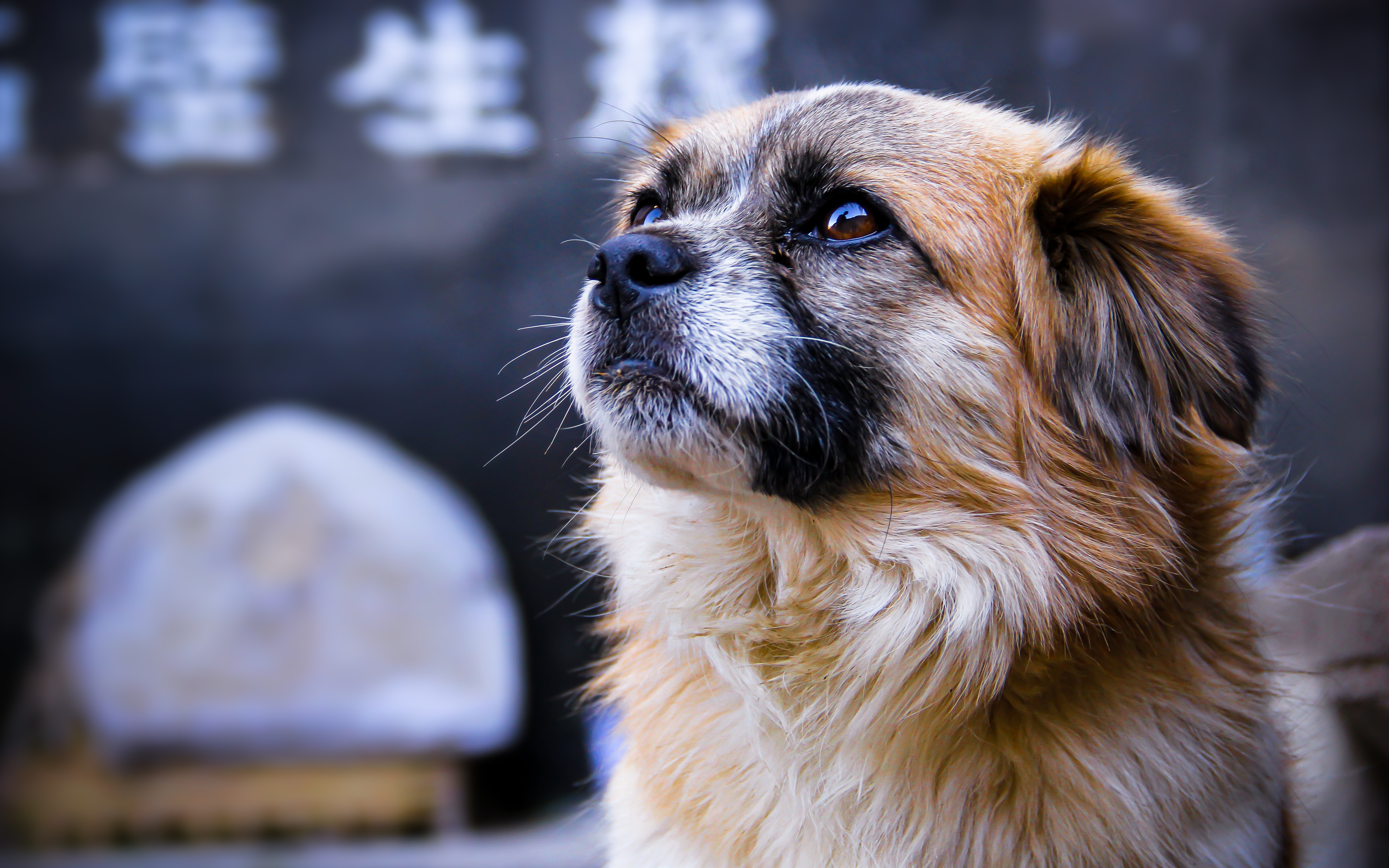 一些地方已經將中華田園犬從禁養目錄中刪除