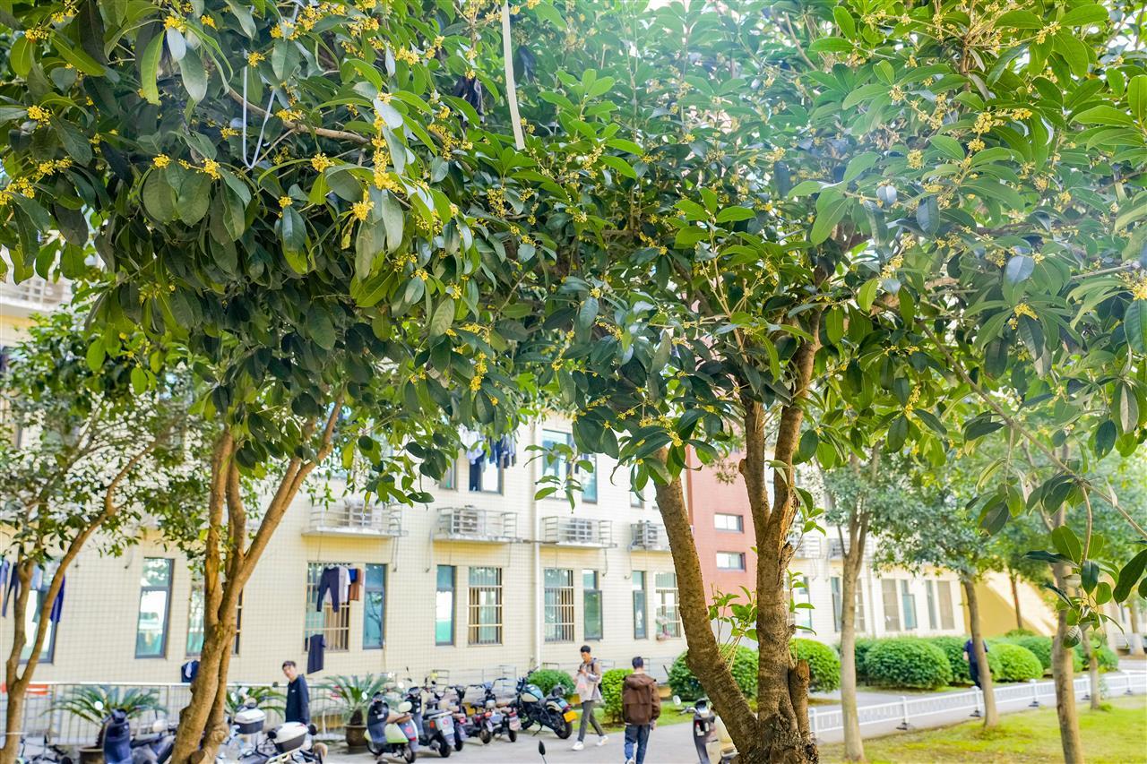 武汉工程大学内，金桂飘香1.jpg