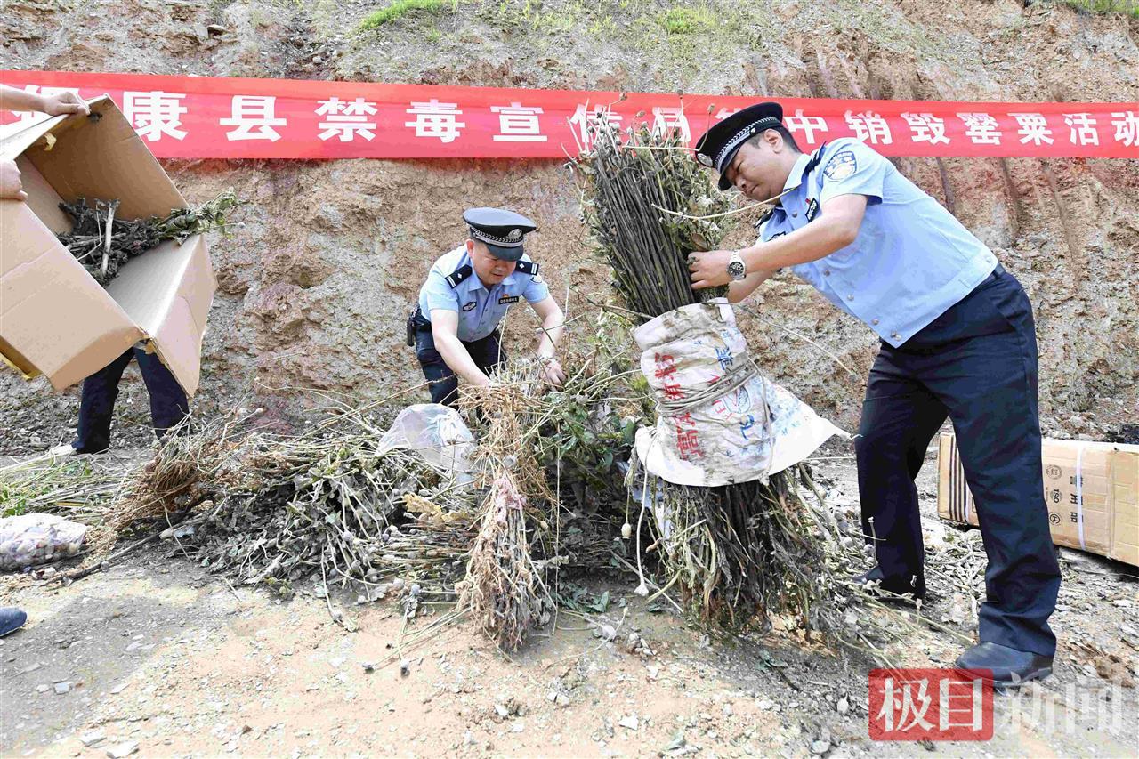图2：邓以强（中）组织民警焚烧罂粟原植物。.JPG