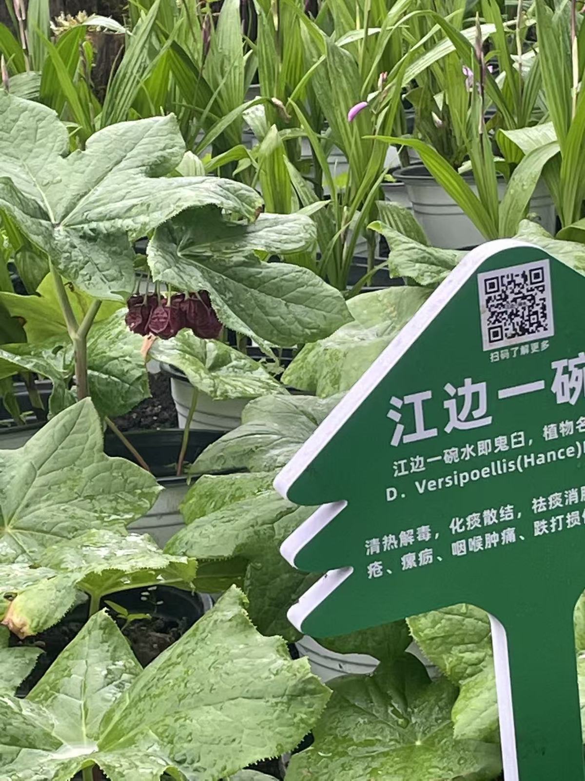 神农四宝之一：江边一碗水.jpg