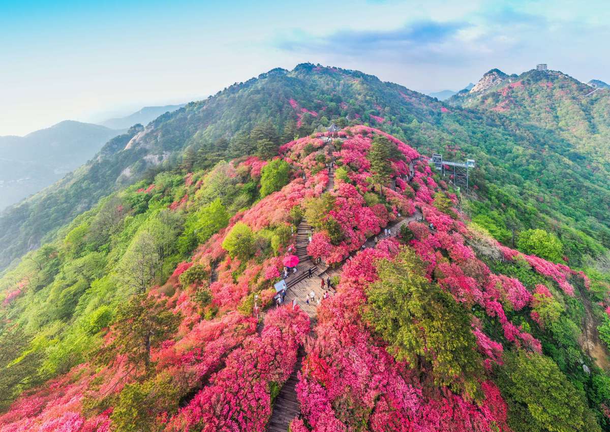 杜鹃花海 (2)(1).jpg