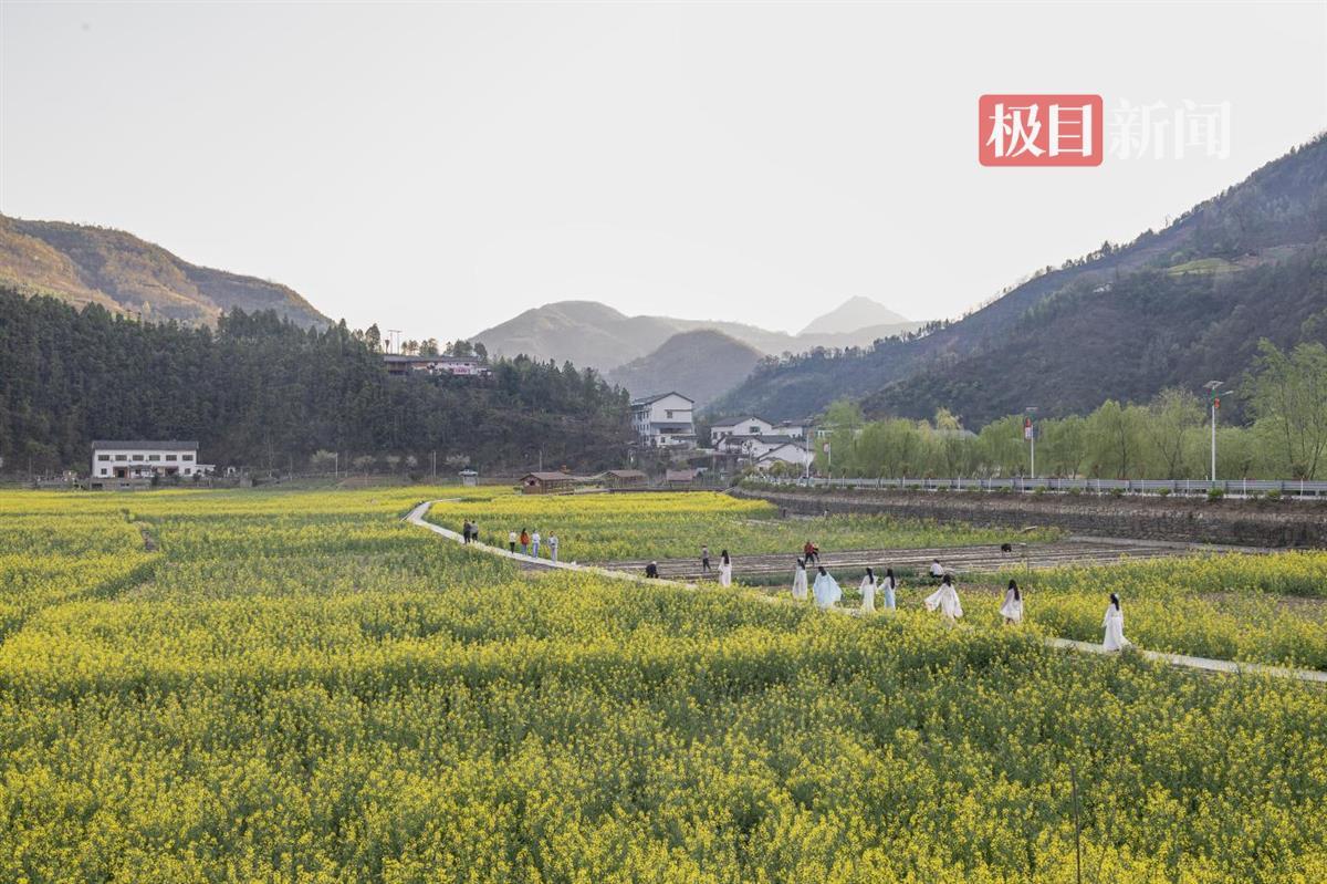 图为郧西县千亩油菜花海吸引外地游客前来拍照打卡 邹景根摄.png