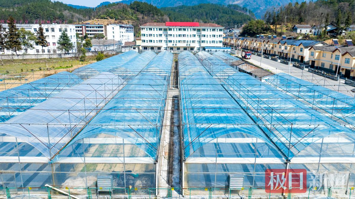 2026年3月13日，湖北省宜昌市秭归县磨坪乡磨坪村烟叶育苗大棚。 周仕伟 摄.JPG