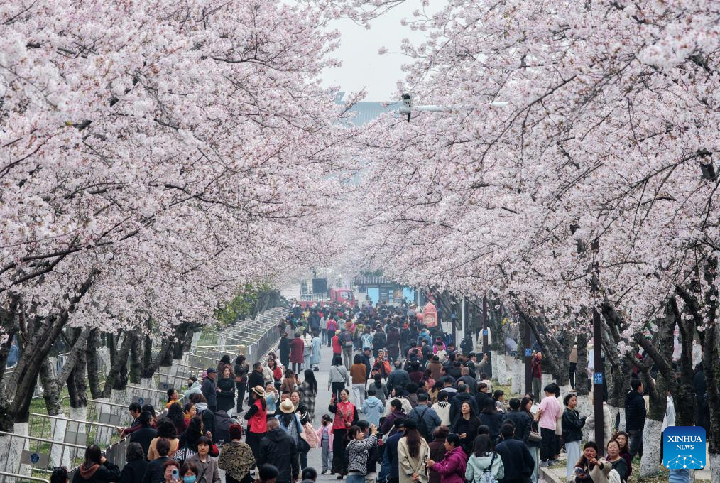 Spring scenery across China | 极目新闻