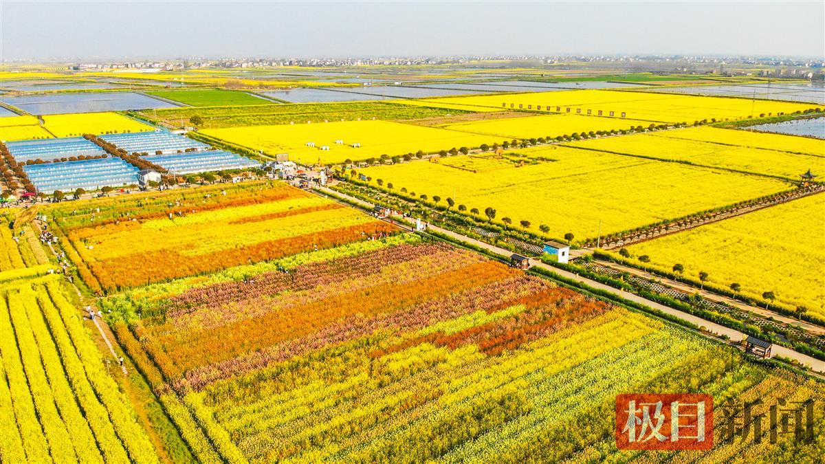 监利市程集镇的七彩油菜花海鸟瞰（极目新闻记者 黄志刚 摄） (1).JPG
