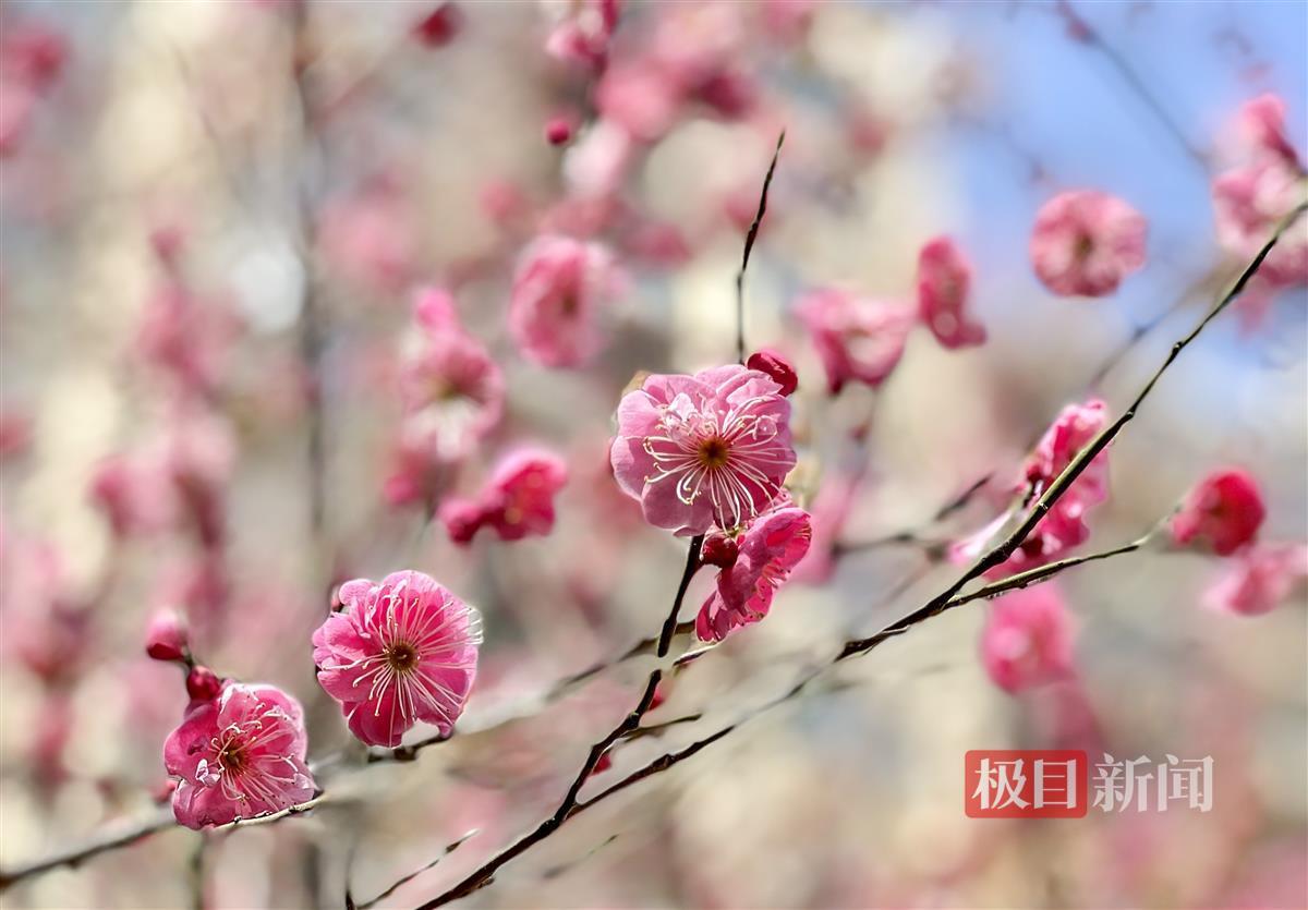 江城冬日暖阳下,枝头梅花"笑"