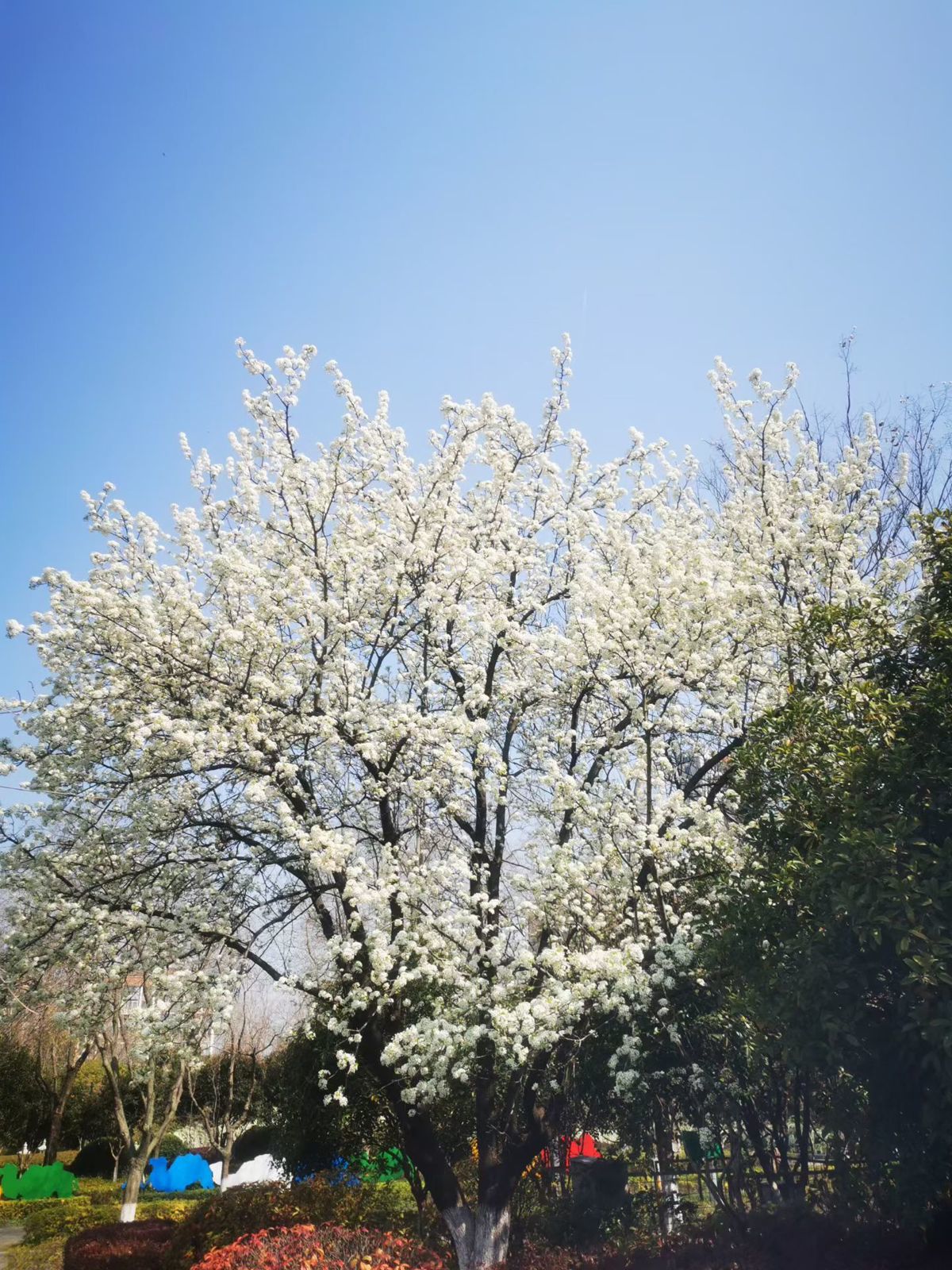 武汉园博园梨花胜雪 张文华摄.jpg