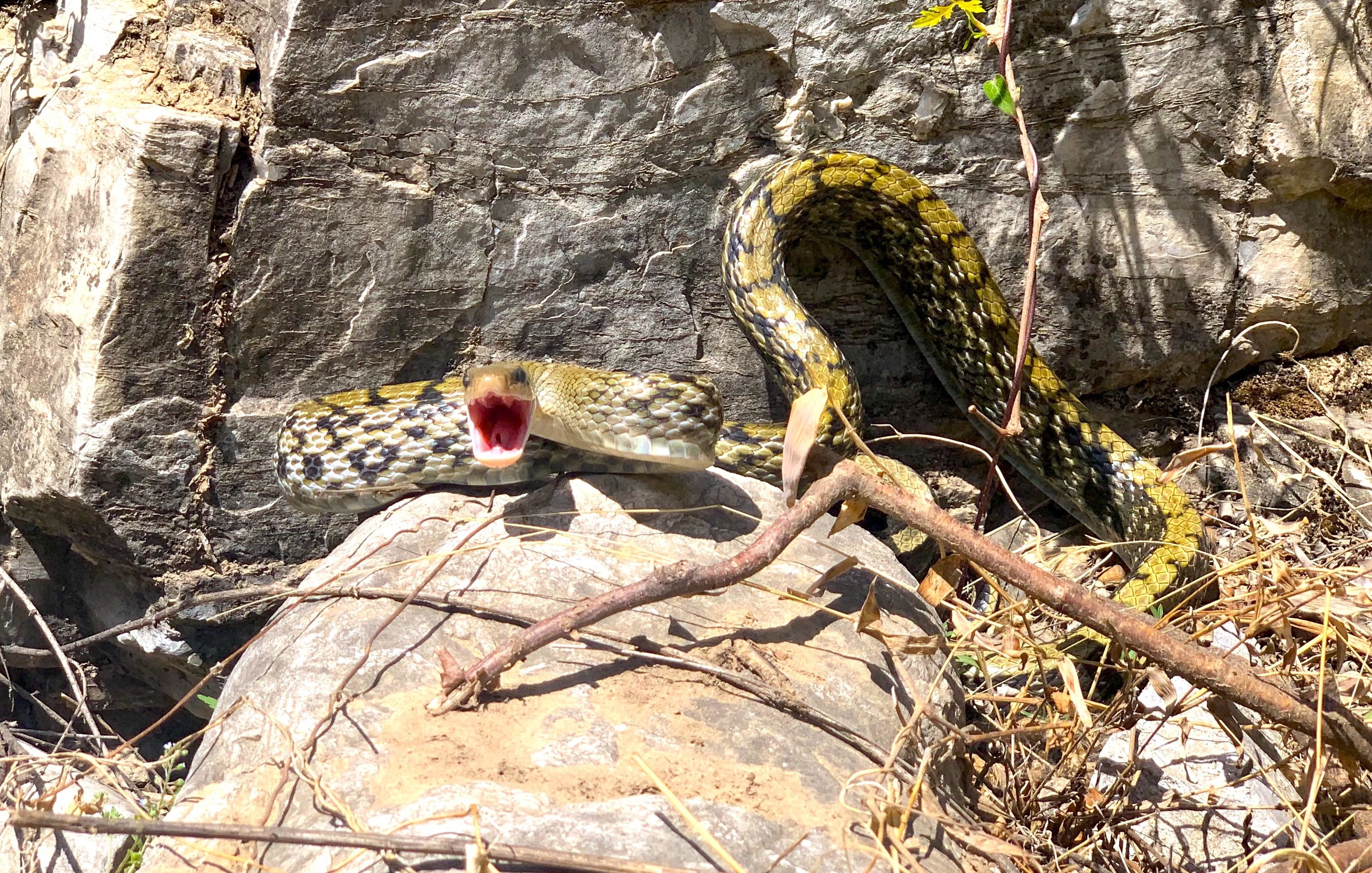 北京常见本土蛇有十多种见到这种蛇要尽量远离