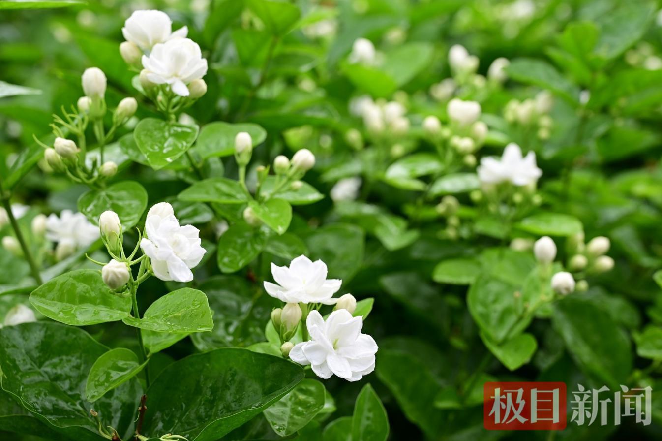 茉莉花.png 茉莉花.png